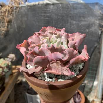 超大株多肉植物包菜系高砂之翁舞会红裙庭院楼顶盆栽基地淸棚高沙之翁单头盆径12cm 裸根不带土 图片价格品牌报价 京东