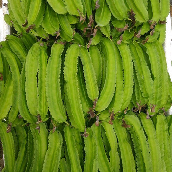 寿禾四棱豆种子苗四季架豆龙角豆翼豆角四角豆皇帝豆春季蔬菜苗种苗阳台盆栽种籽种苗菜籽四棱豆种子