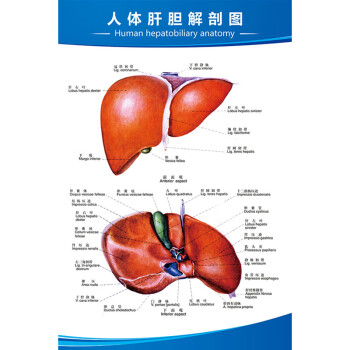 人體醫學解剖圖掛圖心臟肝膽消化系統示意圖五臟六腑器官結構圖牆貼