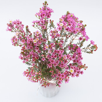 钟爱(love)澳洲腊梅鲜花云南基地直发真花红色年宵花喜庆新年氛围水养