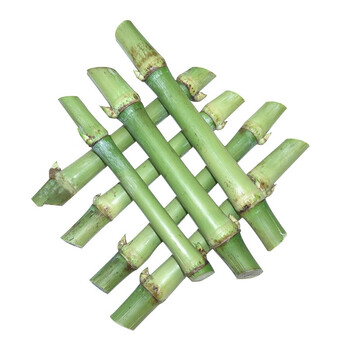 新型皇竹草甜象草3号巨菌草种节无毛高产耐寒多年生四季牧草种籽农民