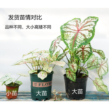 彩叶芋盆栽苗飞溅甜心粉斑雪后草莓之心室内花叶夏日微风竹芋植物发货苗情实拍 供参考 不含盆 图片价格品牌报价 京东