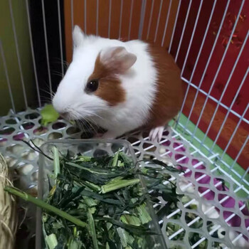 oimg荷兰猪活体荷兰猪活物荷兰猪宠物豚鼠活体豚鼠活物荷兰兔活体幼崽