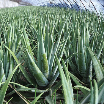 库拉索芦荟盆栽可食用可直接美容芦荟芦荟中国芦荟库拉索2年不含盆
