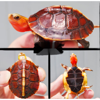 黄缘龟幼龟安缘龟苗闭壳观赏宠物乌龟活体小青龟黄喉水龟苗2022安缘