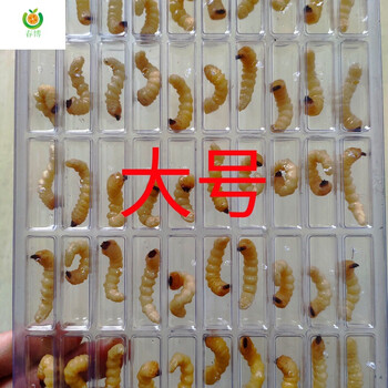 贵州黔南活体鸟用柴虫木虫画眉鸟四喜鸟上膘上性虫膘肥体壮虫大号50只
