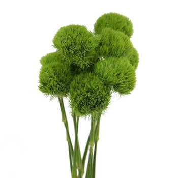 鲜花町绿毛球花毛球乒乓菊向日葵昆明直发家庭办公室插花端配花 绿毛