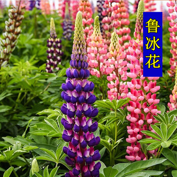 蝶沾花室外耐寒易种花卉种子鲁冰花种籽四季种易活花种子羽扇豆庭院绿化草花种花草一年多年生盆栽花卉花籽多年生鲁冰花种子