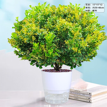 百婉集香水米兰花盆栽花卉绿植室内老桩带花苞四季开花好养驱蚊植物