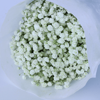 花易宝huaeb满天星伊洛斯白色大束花云南基地鲜花批发鲜花速递全国