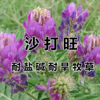 沙打旺种子 多年生牧草 绿肥草 护坡草 耐寒耐旱耐盐碱进口种子 【沙打旺种子】半斤