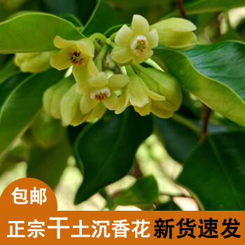 土沉香花 五指山沉香茶 白木香葉奇楠沉香葉茶海南正宗茶 沉香葉買5