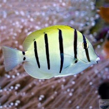 倒吊鱼 黄金吊 红海紫吊 柠檬吊 斑马吊活体鱼 观赏鱼 海水鱼 斑马吊