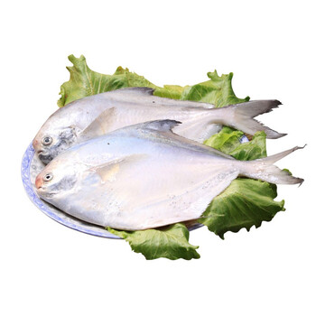 新鲜三座海新鲜渤海湾白鲳鱼小平鱼500g袋装银鲳鱼海鲜水产食材小海鱼