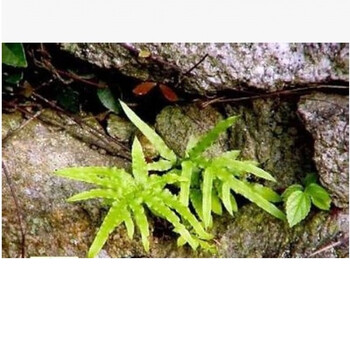 苔藓植物活青苔微景观盆景水陆缸假山造景生态瓶diy材料多肉植物凤尾撅 图片价格品牌报价 京东 苔藓植物活青苔微景观盆景水陆缸假山造景生态瓶diy材料多肉植物凤尾撅 图片价格品牌报价 京东