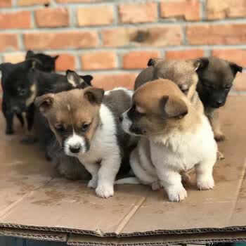 荣郁宠物狗中华田园犬家养土狗幼犬金毛比熊混血大黄狗纯黑四眼狗活体