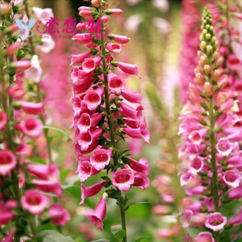 若荷恋恋轩毛地黄种子阳台四季种花种子易活盆栽易种花海花种花海花籽