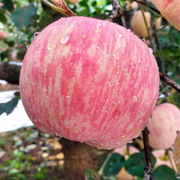 食尚宣言红富士苹果水果洛川整箱苹果 红富士【直径85mm】24颗 全国包邮（除偏远地区）