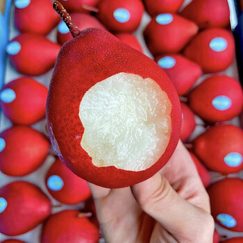 当季新鲜水果新西兰红宝石红啤梨高端水果新鲜梨 1斤 精选果