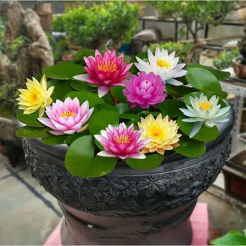 睡莲花苗池塘水养水莲根块种孑水培植物花卉盆栽荷花莲花种根c睡莲十