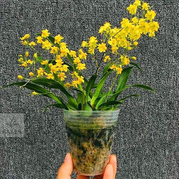 跳舞兰花 黄色文心兰 4苗连体【图片 价格 品牌 报价】-京东