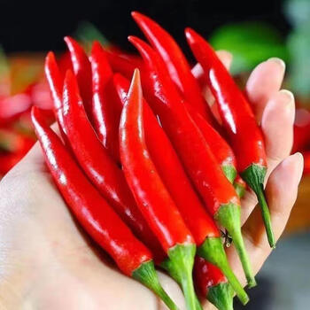 新鲜小米椒特辣小米辣鲜椒朝天椒红辣椒指天椒泡椒红辣椒产地小米辣1