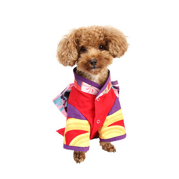 阴阳师神乐宠物和服小型犬大型犬通用神乐m 图片价格品牌报价 京东