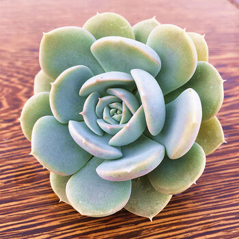 手捧花老桩多头群生玉蝶多肉植物盆栽石莲花皮氏石莲锦肉肉花卉鲁氏石莲5cm 裸根不带土 图片价格品牌报价 京东