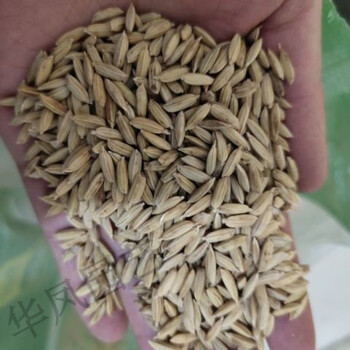 细辛正宗五常稻花香2二号大米水稻种子东北黑龙江五优稻4四号满百散称