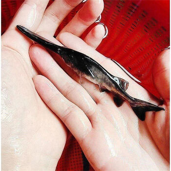 ajaj大型路亚鸭嘴鱼苗鸭嘴鲟鱼淡水养殖匙吻鲟鱼活体观赏食用鱼包活