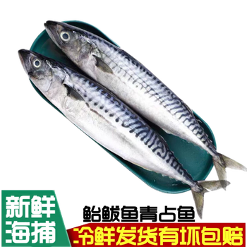 橙臻鲜鲐鱼青占鱼新鲜青花鱼小鲅鱼冷冻日料半斤 条1斤尝鲜装 图片价格品牌报价 京东