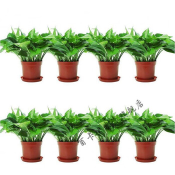 路罗花绿箩植物箩盆栽碧罗懒人室内绿值新房玉萝禄莉萝 11cm小款(8装)