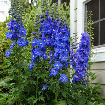 七抒卡梵硕大花飞燕草大花苗盆栽花苗耐寒庭院花园花境地栽室外植物花