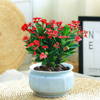 温馨满屋铁海棠盆栽花卉室内盆景绿植四季开花虎刺梅办公阳台花卉开花