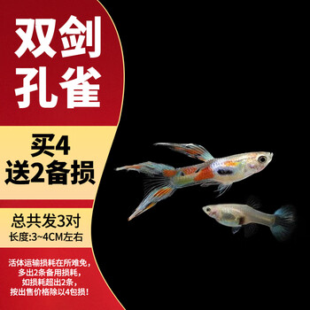 孔雀鱼观赏鱼活体热带小型淡水冷水好养耐活花鳉凤尾鱼苗宠物孕母