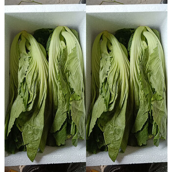 南棠 贵州新鲜包心芥菜青菜新鲜蔬菜苦菜大叶宽邦青菜可做酸菜腌菜泡