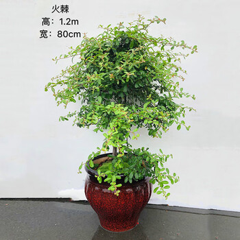 状元红盆景李氏樱桃花卉植物造型真树客厅办公室庭院盆栽净化空气