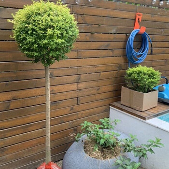 别墅四季常青绿篱植物庭院风景楼顶绿化球形亮晶女贞棒棒糖高15米左右
