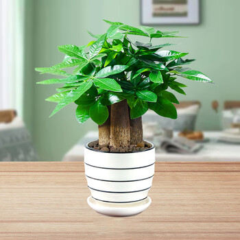 种着玩发财树小盆栽植物室内办公室办公桌桌面小型绿植好养易活陶瓷