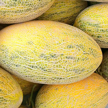 新疆正宗哈密瓜八六王薄皮黄爆甜网纹甜蜜瓜新鲜水果产地直供整箱送礼