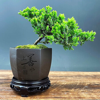 诗甲新西兰黄金真柏盆景植物盆栽绿植节日送礼四季好养高档小老桩盆景