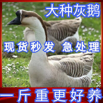 一斤灰鵝苗雁鵝朗德鵝獅頭鵝馬崗小鵝大種巨型獅頭鵝灰鵝肉鵝白鵝 大