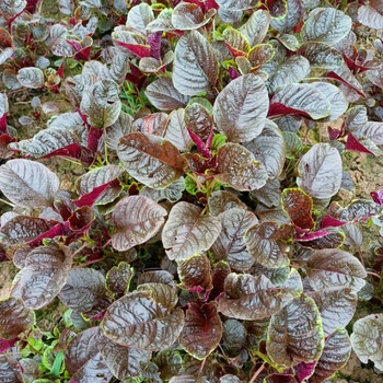 红苋菜新鲜农家露天种植苋菜红米苋旱菜新鲜汉菜现摘现发3斤1000g