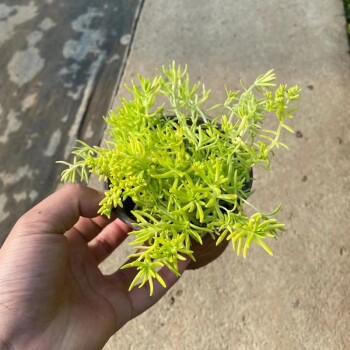 盆栽夏季耐熱可暴曬耐寒四季常綠地被植物庭院假山造景佛甲草盆栽1盆