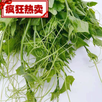 新鲜蔬菜野菜龙须菜洋丝瓜尖龙须菜佛手瓜尖龙须菜 是两斤哦 图片价格品牌报价 京东