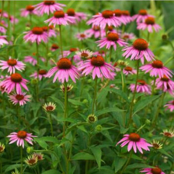 紫松果菊种子紫锥花种子宿根多年生景观工程绿化草花种子一斤 图片价格品牌报价 京东