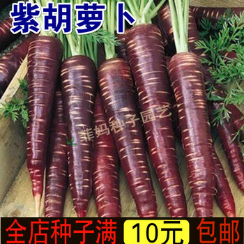 新种紫黑色胡萝卜种子紫瓤紫心紫人参春秋季黑紫胡萝卜种子水果蔬菜 图片价格品牌报价 京东