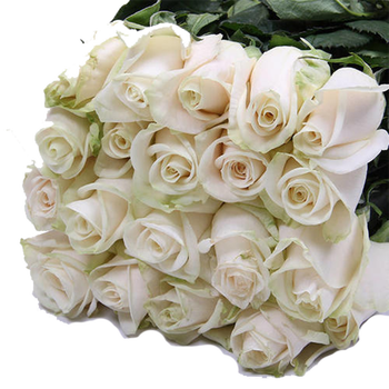芬得拉 乳白色芬得拉玫瑰鲜花批发 云南昆明基地直发全场满100元包邮