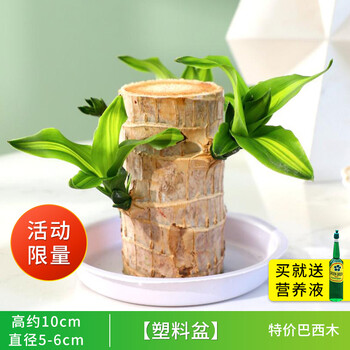 巴西木水养幸运木水培植物室内花卉盆栽格鲁特带芽苞好养绿植塑料盆 5 6cm巴西木包发芽 养液含盆 图片价格品牌报价 京东