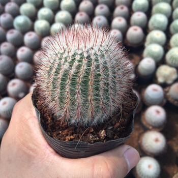 园艺红芙蓉仙人球小盆栽白芙蓉仙人掌类植物组合室内开花多肉花红芙蓉